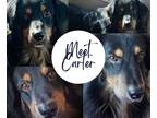 Adopt Carter a Black - with Brown, Red, Golden, Orange or Chestnut Hovawart /