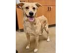 Adopt Athena a Tan/Yellow/Fawn Labrador Retriever / Chow Chow / Mixed (short