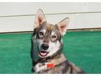 Adopt YARA a Gray/Silver/Salt & Pepper - with White Husky / Mixed dog in Marble