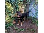 Adopt Diva a Black - with Brown, Red, Golden, Orange or Chestnut Rottweiler /