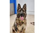 Adopt Ceaser a Tan/Yellow/Fawn German Shepherd Dog / Mixed Breed (Medium) /