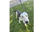 Adopt Snoopie a Black Bluetick Coonhound / American Pit Bull Terrier dog in