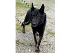 Adopt Axxel a Black German Shepherd Dog / Mixed Breed (Medium) / Mixed (short