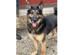 Adopt Otto a Black German Shepherd Dog / Mixed Breed (Medium) / Mixed (short