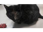 Adopt Bailey a All Black Domestic Shorthair / Mixed Breed (Medium) / Mixed
