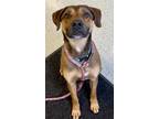 Adopt Boyd a Black Shepherd (Unknown Type) / Retriever (Unknown Type) / Mixed
