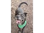 Adopt MOOGI a Black Mixed Breed (Small) / Mixed Breed (Medium) / Mixed (short