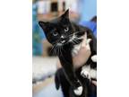 Adopt Nicole a All Black Domestic Shorthair / Mixed Breed (Medium) / Mixed