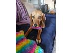 Adopt Gwen a Tricolor (Tan/Brown & Black & White) Beagle / Mixed dog in
