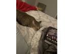 Adopt Percy a Black (Mostly) American Shorthair / Mixed (medium coat) cat in