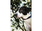 Adopt Josie a White Mixed Breed (Small) / Mixed Breed (Medium) / Mixed (short