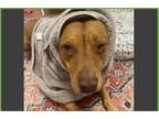Adopt Milo a Tan/Yellow/Fawn - with White Staffordshire Bull Terrier / Mixed dog