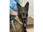 Adopt Johnny a Black German Shepherd Dog / Mixed Breed (Medium) / Mixed (short