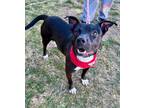 Adopt Bingo a Black - with White American Staffordshire Terrier / Terrier