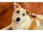 Adopt Trixie a Brindle Border Collie / Mixed Breed (Large) / Mixed dog in Los