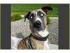 Adopt Dean a Brindle - with White Great Dane / Siberian Husky / Mixed dog in