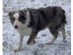 Adopt Atlas a Merle Australian Shepherd / Mixed dog in Cleveland, OH (40944585)