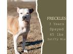 Adopt Freckles a Tan/Yellow/Fawn - with White American Pit Bull Terrier / Mixed