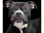 Adopt Chubbs a Black American Staffordshire Terrier / Mixed Breed (Medium) /