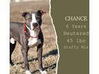 Adopt Chance a Gray/Silver/Salt & Pepper - with White American Pit Bull Terrier