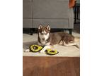 Adopt Jackson a Red/Golden/Orange/Chestnut - with White Husky / Mixed dog in