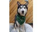 Adopt Charismatic & quirky Sid! a Black - with White Husky / Mixed dog in