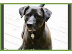 Adopt Honey a Black - with White Labrador Retriever / Mixed dog in Ft