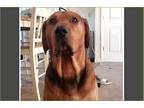 Adopt Diesel a Red/Golden/Orange/Chestnut Rhodesian Ridgeback / German Shepherd