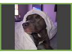 Adopt Norma a Gray/Blue/Silver/Salt & Pepper American Pit Bull Terrier / Mixed