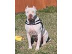 Adopt Atticus a White American Staffordshire Terrier / Mixed dog in League City