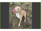 Adopt Smokey a Tan/Yellow/Fawn - with White American Pit Bull Terrier / Mixed