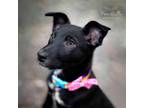 Adopt Sakari a Black - with White Australian Shepherd / Mixed dog in West