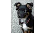 Adopt Mallie a Tricolor (Tan/Brown & Black & White) Australian Shepherd / Mixed