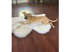 Adopt Harris a Tan/Yellow/Fawn - with White German Shepherd Dog dog in