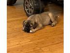 Adopt Katara a Black - with Brown, Red, Golden, Orange or Chestnut Akita / Cane