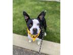 Adopt Trooper a Black - with White Boston Terrier / Mixed dog in Lynnwood