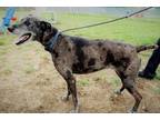 Adopt Zeva a Black Catahoula Leopard Dog / Mixed Breed (Medium) / Mixed (short