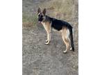 Adopt Macy May a Tan/Yellow/Fawn German Shepherd Dog / Mixed Breed (Medium) /