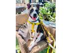 Adopt Roxanne a Terrier (Unknown Type, Small) / Mixed dog in Ft.