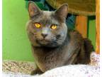 Adopt Mika and Niko a Gray or Blue Russian Blue (short coat) cat in Newport
