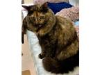 Adopt Elsa a Brown Tabby Domestic Longhair / Mixed Breed (Medium) / Mixed (short