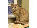 Adopt Medusa a Tan or Fawn Tabby Domestic Shorthair (short coat) cat in