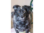 Adopt Willow a Black Australian Cattle Dog / Mixed Breed (Medium) / Mixed (short