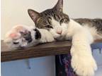 Adopt Bart Simpson a Spotted Tabby/Leopard Spotted Domestic Shorthair (short
