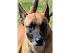 Adopt Zeus a Tan/Yellow/Fawn - with Black Belgian Malinois / Mixed Breed (Large)