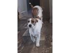 Adopt Princess a White - with Brown or Chocolate Lhasa Apso / Terrier (Unknown