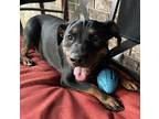 Adopt Diamond a Black - with Brown, Red, Golden, Orange or Chestnut Doberman