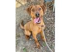 Adopt Bear a Brindle Golden Retriever / Mixed Breed (Medium) / Mixed (short