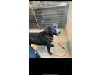 Adopt Sissy a Brindle Australian Cattle Dog / Mixed Breed (Medium) / Mixed