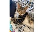 Adopt Maximus (Max) a Brown Tabby Domestic Shorthair / Mixed (short coat) cat in
